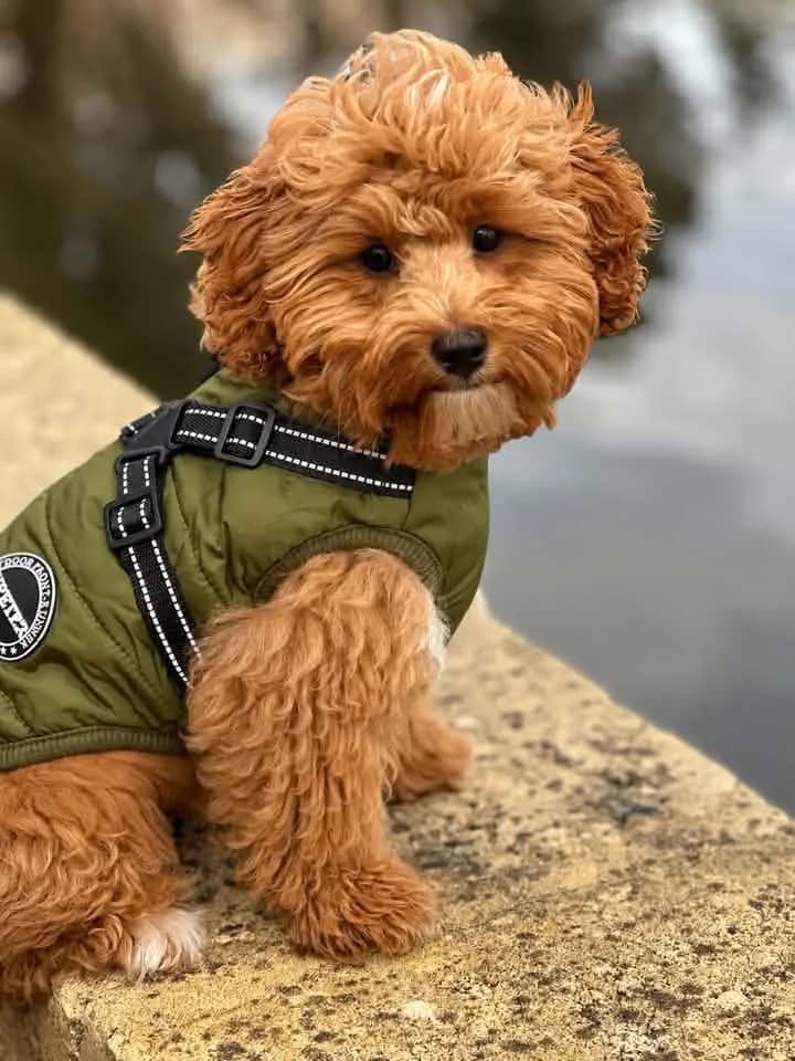 A cavoodle puppy in a green puffer jacket, perched on a stone wall by the water