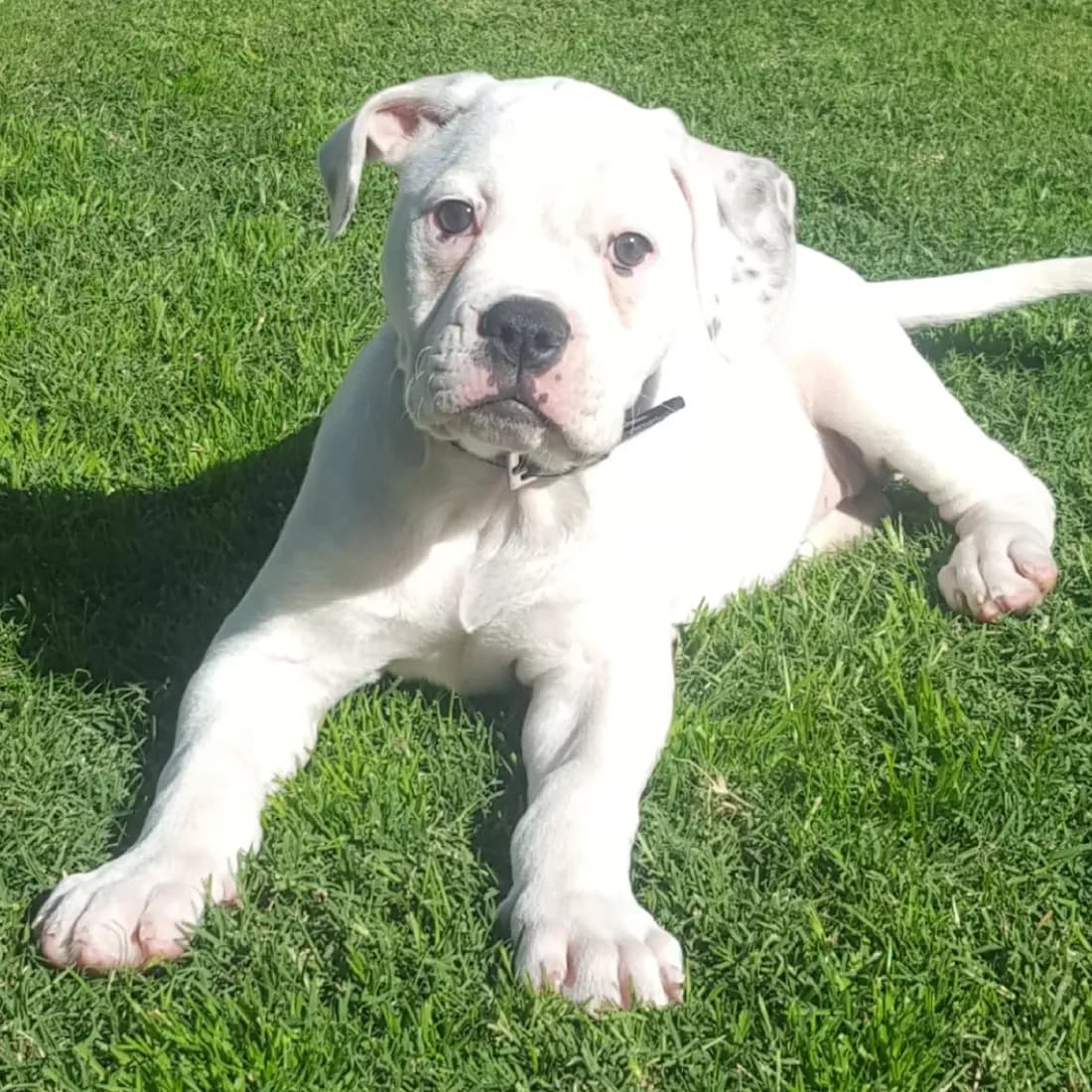 Marlee, a white boxer pup stretched out on the lawn