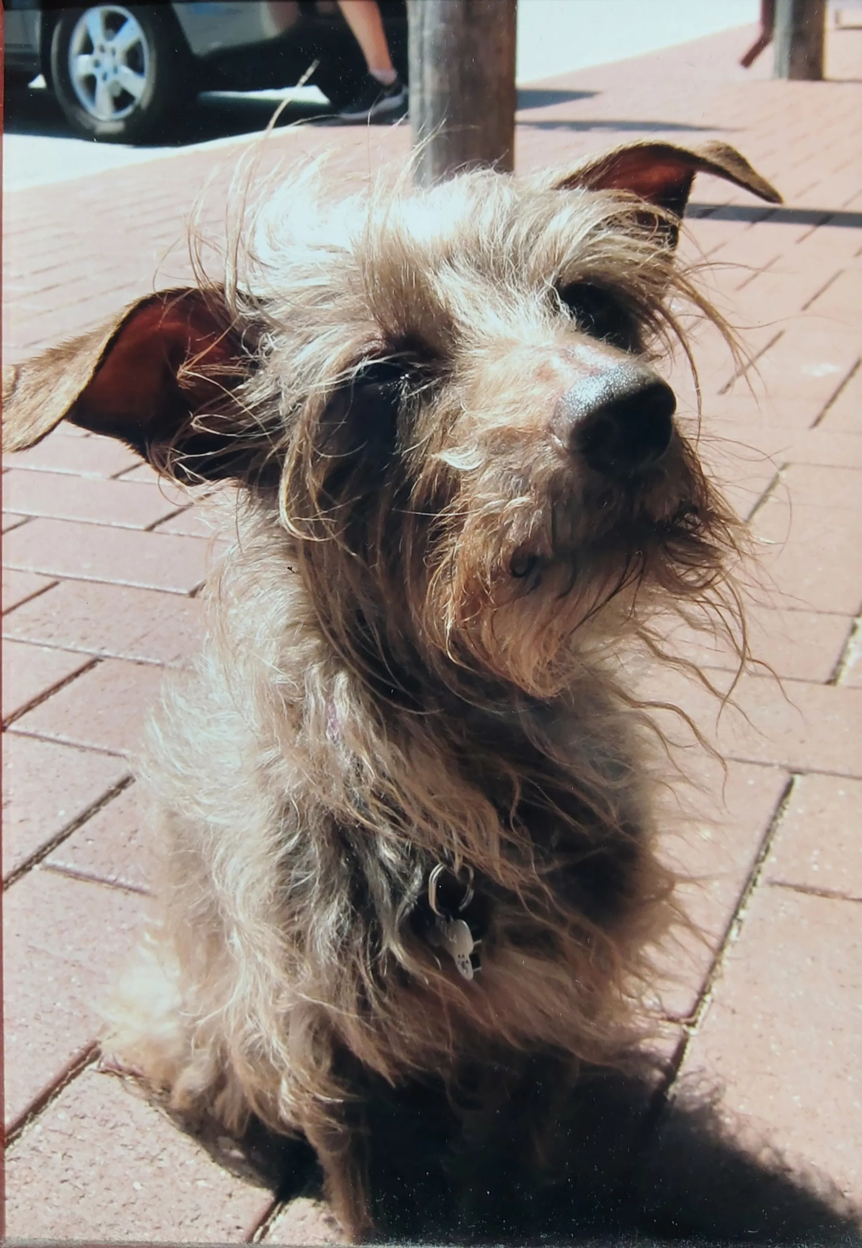 A regular customer's scruffy terrier